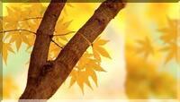114r (200x114, 6Kb)