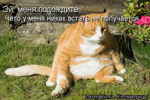 4743317_5C (500x333, 53Kb)