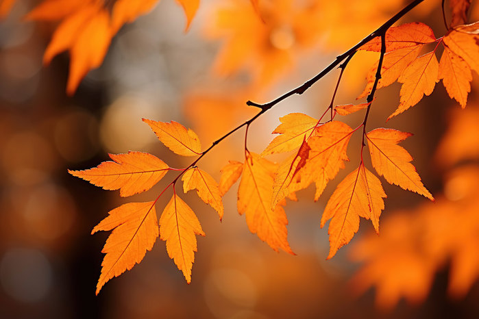 Pngtreefall autumn leaves wallpaper_13024541 (700x466, 76Kb)