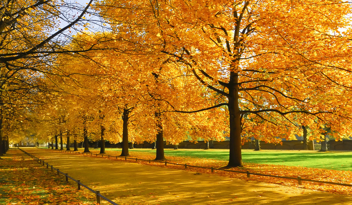 Pngtreeautumn maple forest_1198422 (700x407, 338Kb)