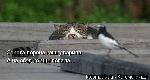 4743317_vQ (504x269, 21Kb)