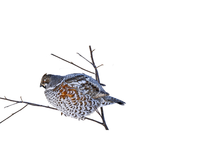 reee (700x560, 116Kb)