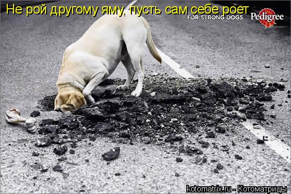 4743317_Wh (600x400, 71Kb)