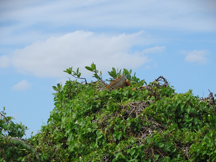 DSC00516 (700x525, 439Kb)