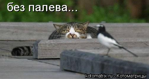 4743317_C (504x269, 20Kb)
