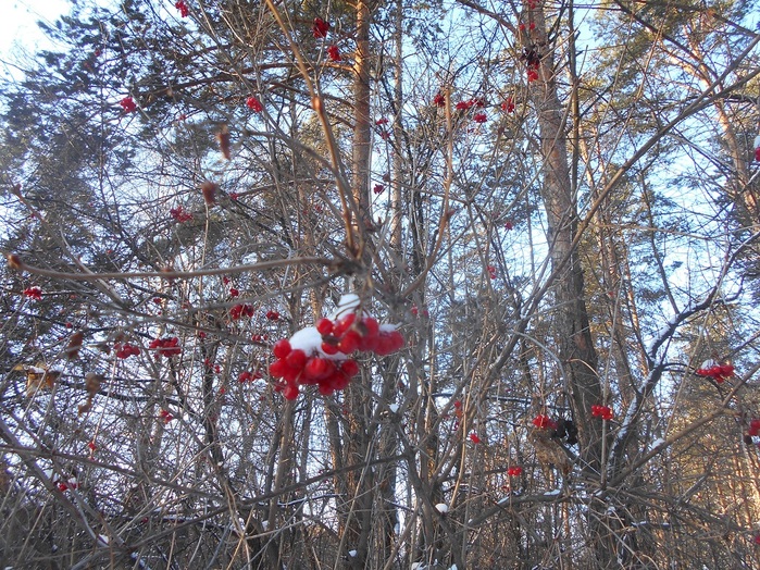 4533467_DSCN5169 (700x524, 266Kb)