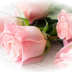 Roses_Closeup_Pink_color_499233.th (250x250, 113Kb)