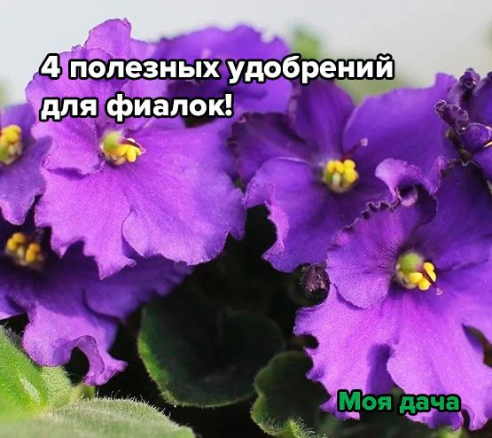 А у нее глаза зеленые | Фиалки без границ 🌺