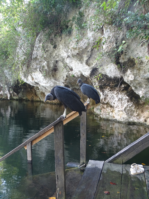 DSC00636 (525x700, 500Kb)