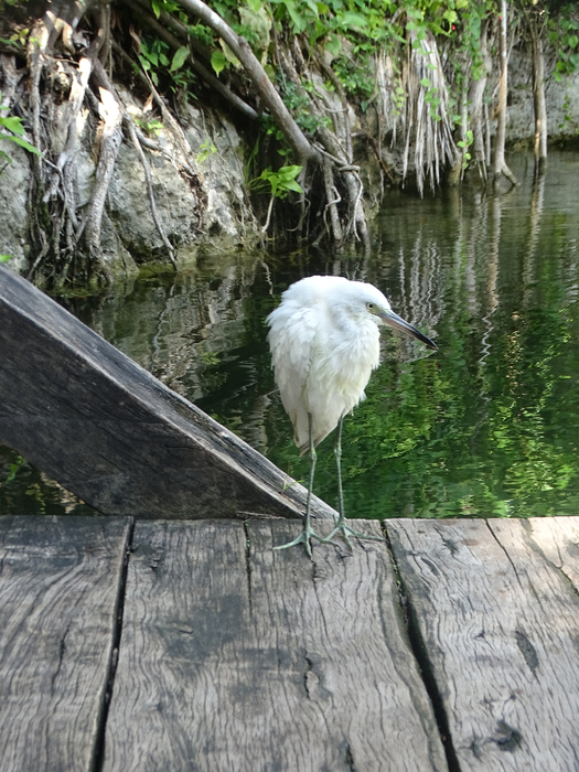 DSC00638 (525x700, 477Kb)