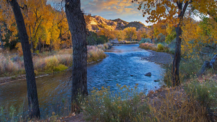Cottonwood trees along the Rio Grande in autumn, New Mexico (700x393, 457Kb)
