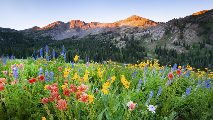 Dawn breaks over the wildflowers in Albion Basin at the Alta Ski Area, Utah, USA (700x393, 441Kb)