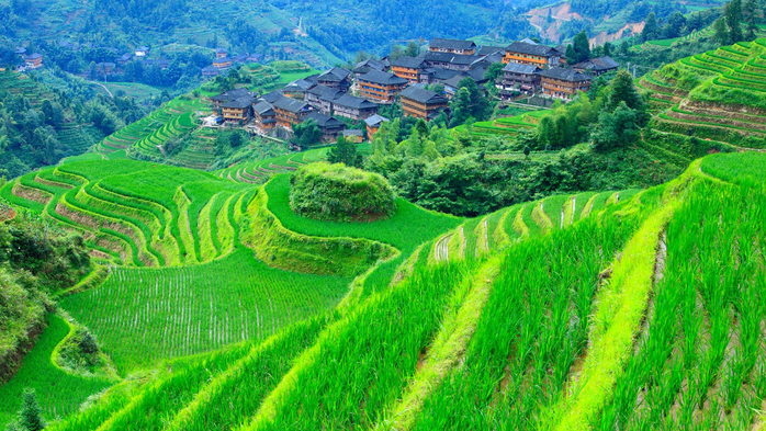 Dazhai village with rice paddy terraces in Longsheng, Guilin, Guangxi, China (700x393, 538Kb)