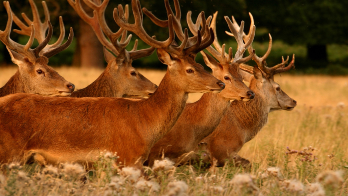 Deers in the park, England, UK (700x393, 346Kb)