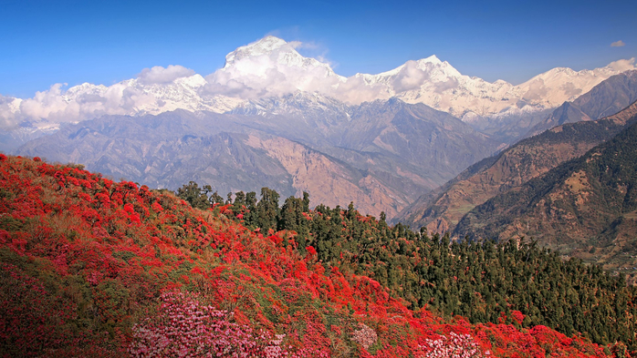 Dhaulagiri peak with spring blossoming rhododendron forest, Himalayas, Nepal (700x393, 435Kb)