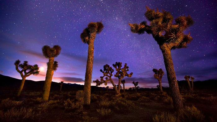 Light painted Joshua trees under the Milky Way, Death Valley, California, USA (700x393, 340Kb)