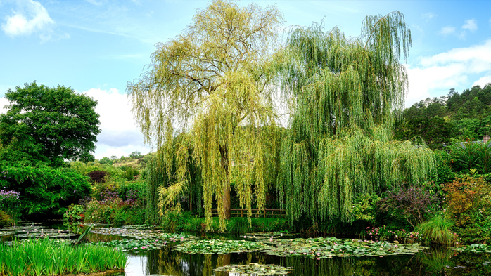 Lily pond in the garden at the home of Claude Monet, Giverny, Normandy, France (700x393, 499Kb)