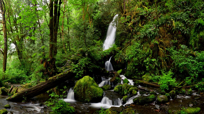 Merriman falls in Quinault Rain Forest, Olympic National Park, Washington, USA (700x393, 500Kb)