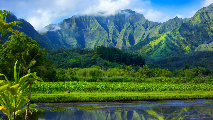 Mirror of foliage covered mountains and fields of taro crops, Hanalei, Kauai, Hawaii, USA (700x393, 426Kb)