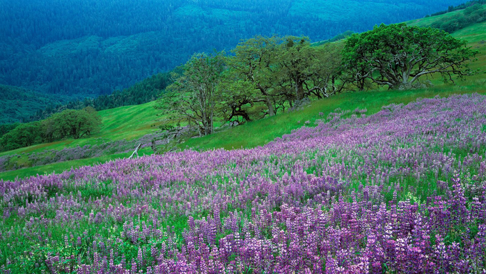 Oak Trees and River Lupines, Redwood National Park, CA (700x393, 509Kb)
