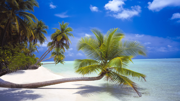 Palm trees at white sand beaches along the coastline of an island on the Maldives (700x393, 374Kb)