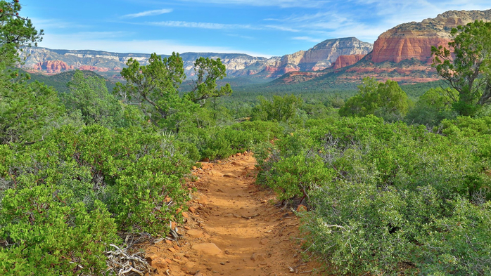 Plants at Red Rocks State Park against blue sky, Sedona, Arizona, USA (700x393, 452Kb)