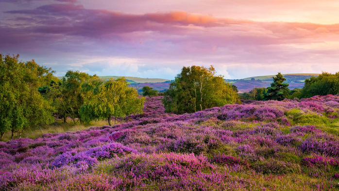 Purple and pink broom heather clusters, Stadland, Dorset, UK (700x393, 414Kb)