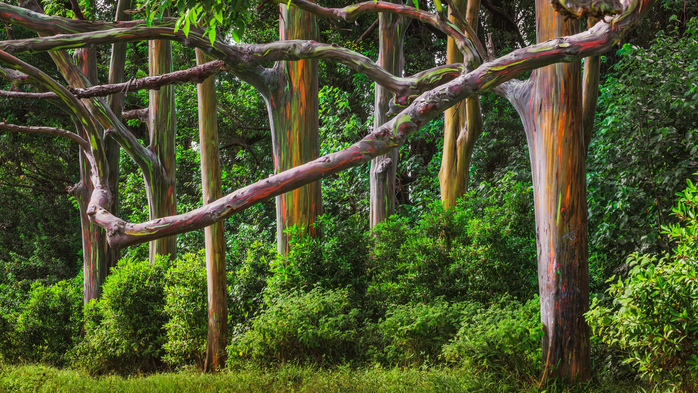 Rainbow eucalyptus trees forest at Hana Road, Maui, Hawaii, USA (700x393, 529Kb)