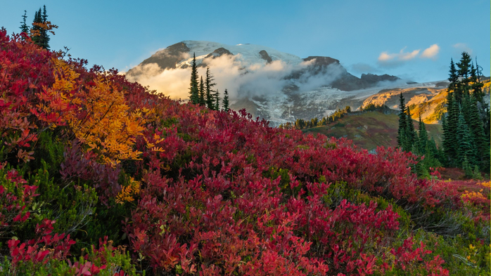 Red huckleberry in front of Mount Rainier in clouds, Washington State, USA (700x393, 412Kb)