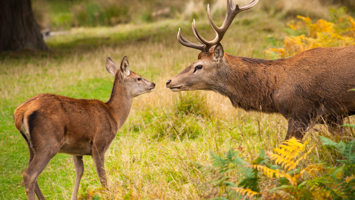 Red Deer face-to-face with fawn, Richmond Park, Richmond-upon-Thames, England, UK (700x393, 402Kb)