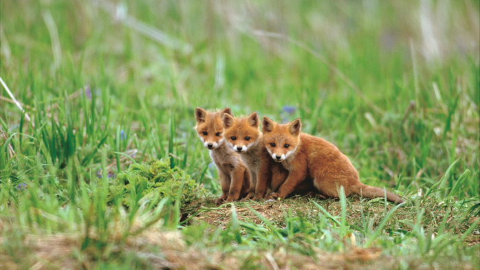 Red fox cub Hokkaido (700x393, 386Kb)