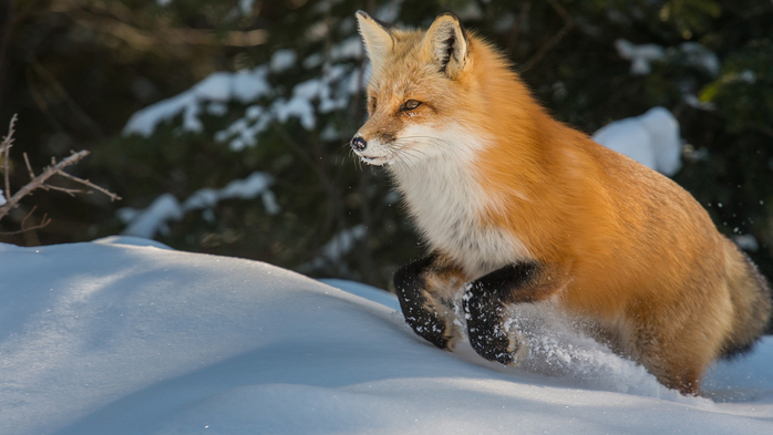 Red fox jumping in the snow (700x393, 254Kb)