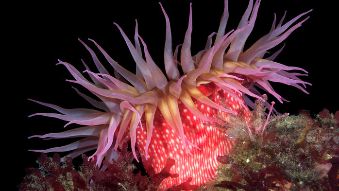 Red rose sea anemone, San Miguel Island, Channel Islands, California, USA (700x393, 288Kb)