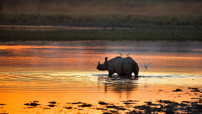 RhinocerosIndia (700x393, 332Kb)