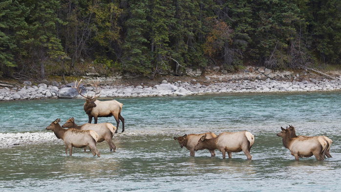 Rocky Mountain Elk (Cervus Elaphus Nelsoni) herd, Rocky Mountains, Wyoming, USA (700x393, 381Kb)