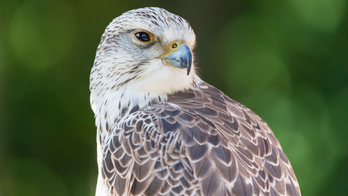 Saker Falcon (Falco cherrug) at the Falconry of Hohenaschau Castle, Aschau in Chiemgau, Bavaria, Germany (700x393, 265Kb)
