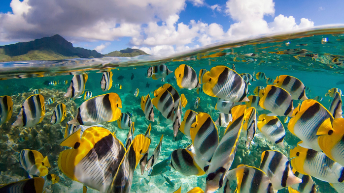 School of yellow butterfly fishes (Chaetodon ulietensis) and the blue sky, Moorea, French Polynesia (700x393, 426Kb)