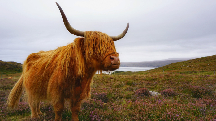 Scottish highland cattle standing on field against sky, Highlands of Scotland, UK (700x393, 302Kb)