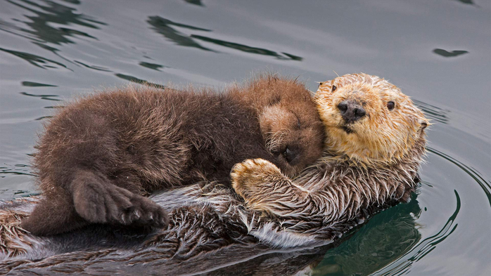 Sea otter parent and child California, USA (700x393, 307Kb)