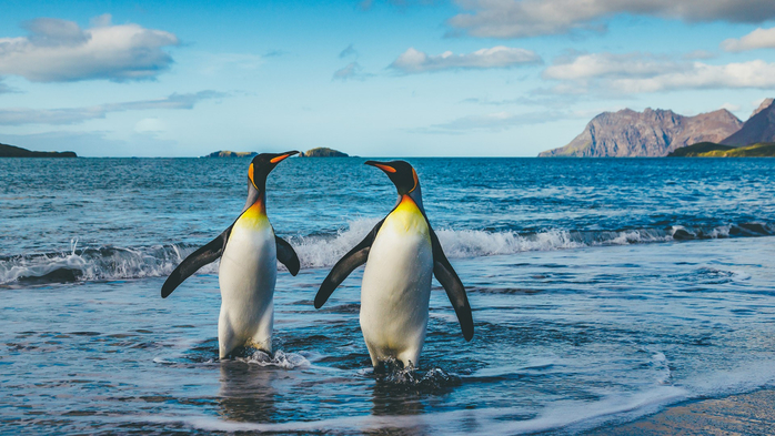 Seascape with king penguins at St. Andrews Bay, South Georgia (700x393, 375Kb)