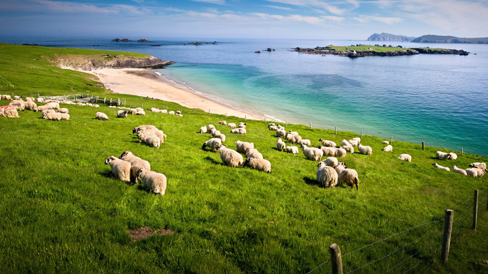Sheep grazing on hillside, Blasket islands, County Kerry, Ireland (700x393, 412Kb)