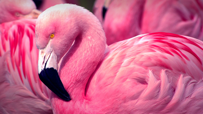 Side profile of Chilean Pink Flamingo (Phoenicopterus chilensis), Chile (700x393, 358Kb)