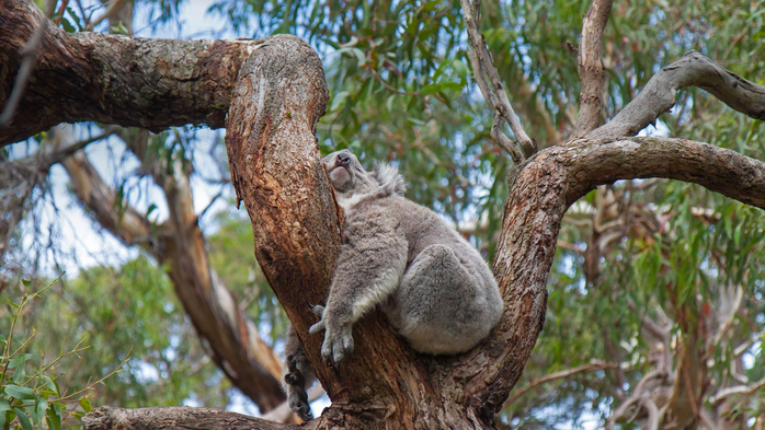 Sleeping Koala Australia (700x393, 418Kb)