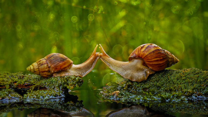 Snails kissing in Sambas Regency, Indonesia (700x393, 366Kb)