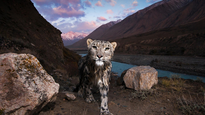 Snow leopard in the Tian Shan, Kyrgyzstan (700x393, 321Kb)