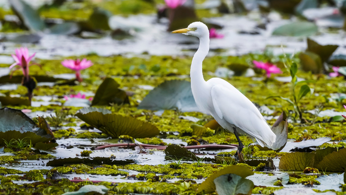 Snowy egret and lotus flowers on Pink Water Lilies Lake, Udon Thani, Thailand (700x393, 367Kb)