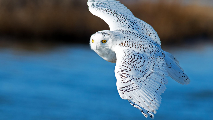 Snowy owl in flight over blue water, Oceanville, New Jersey, USA (700x393, 226Kb)