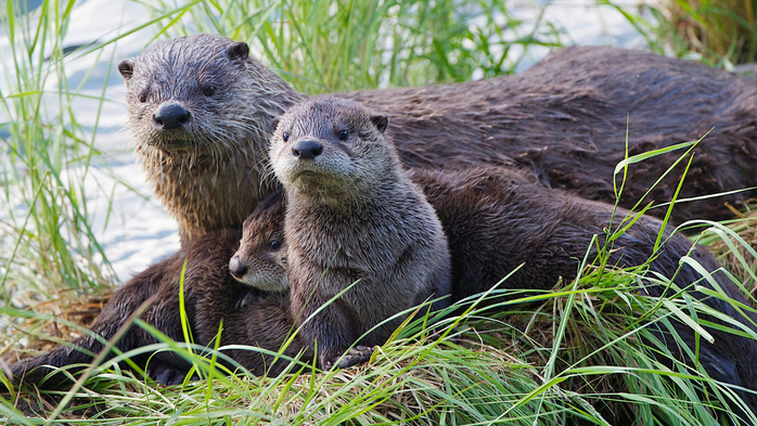 Something caught attention of otter family, Yellowstone National Park, Wyoming, USA (700x393, 457Kb)