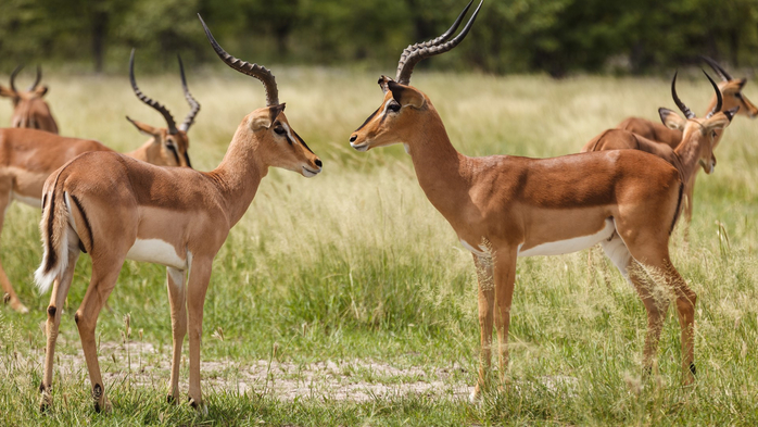 Springbok gazelles (Antidorcas marsupialis) in Etosha National Park, Namibia (700x393, 345Kb)