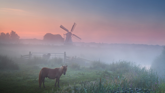 Summer sunrise with pony in fog on pasture and windmill, Groningen, Netherlands (700x393, 190Kb)